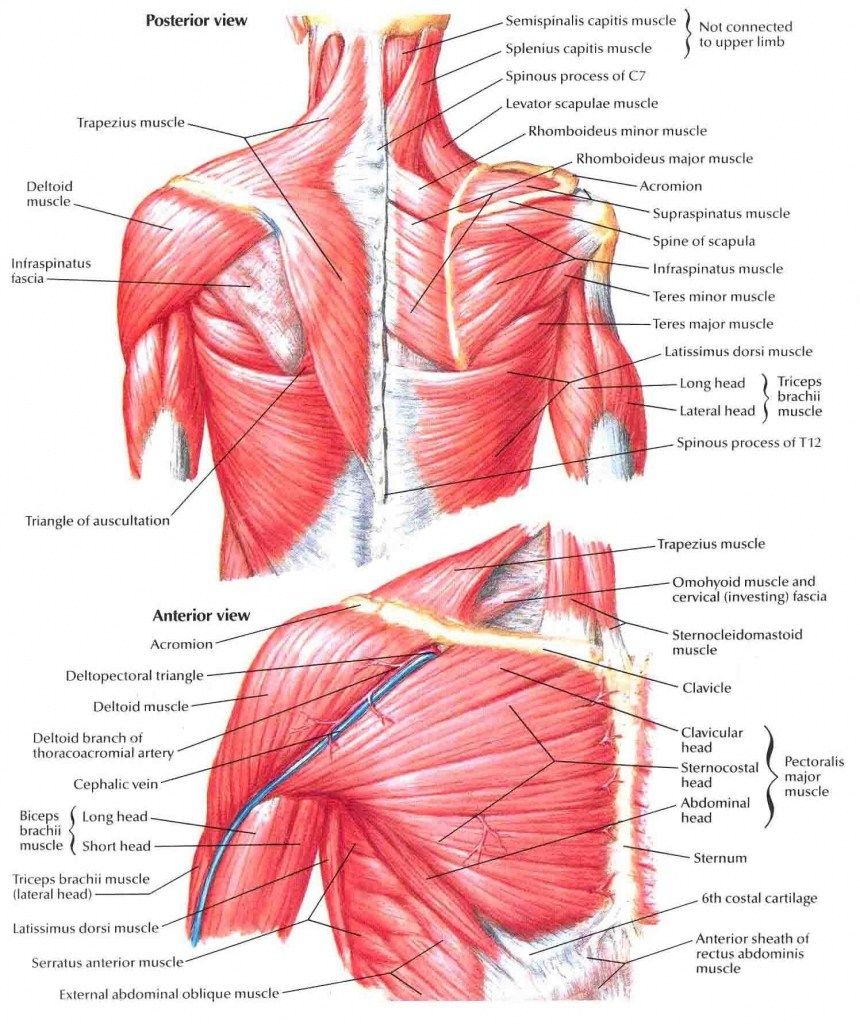 Shoulder muscles that are worked by shoulder exercises