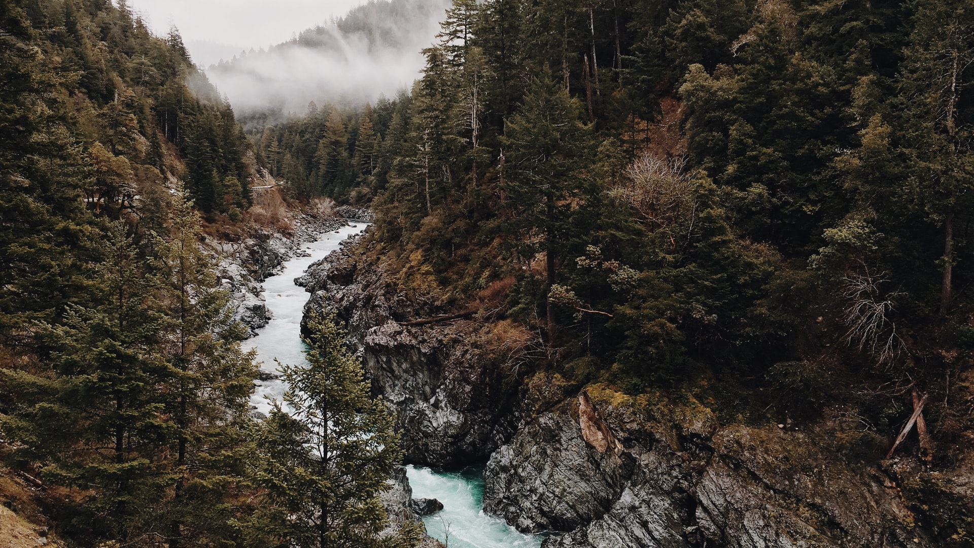 River valley with pine trees