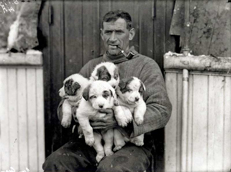 Tom Crean with his Litter of puppies born aboard the HMS Endurance (January 1915) polar expeditions.