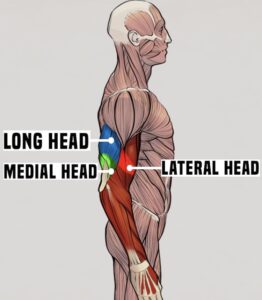 triceps tricep exercises functional