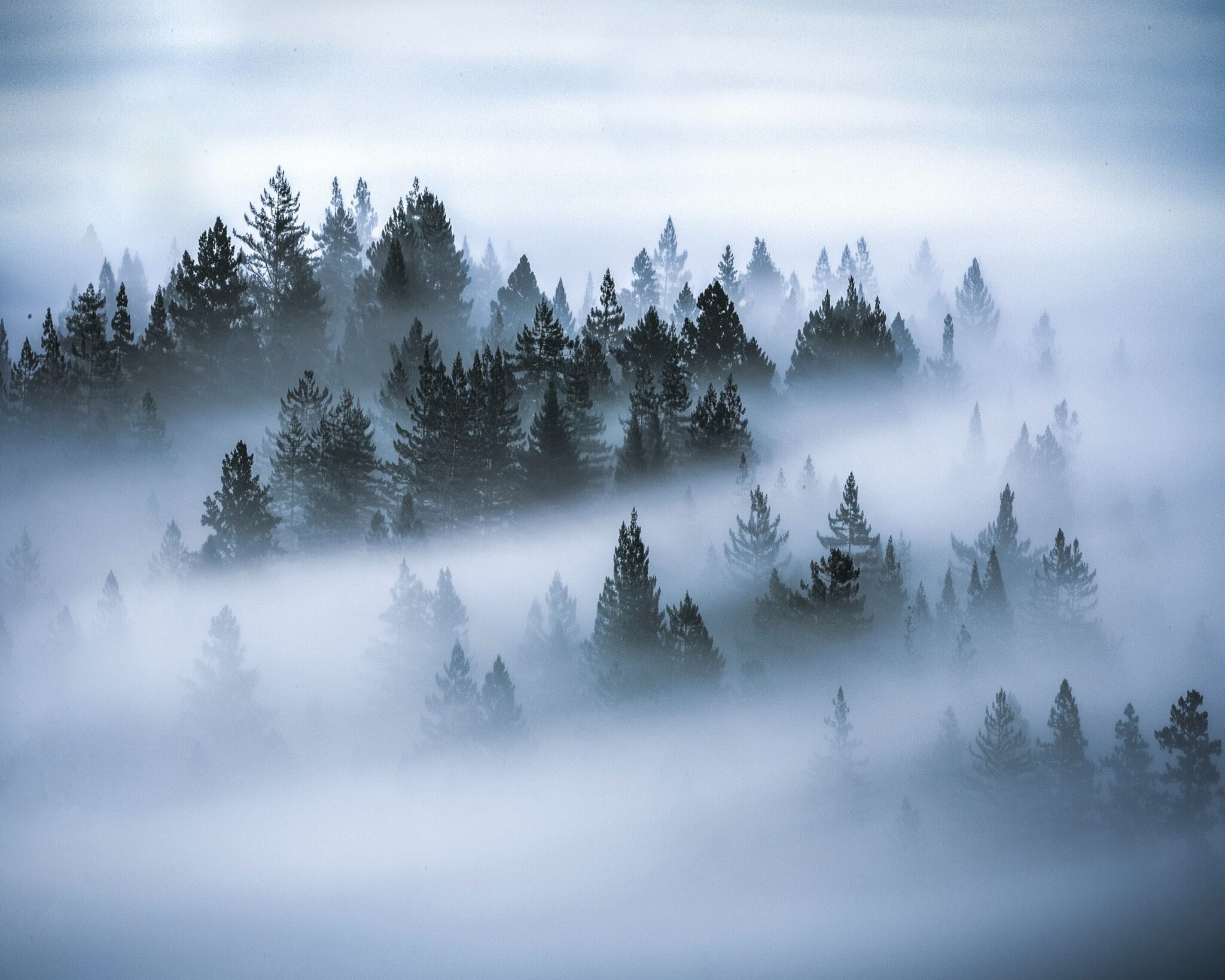 Forest with mist