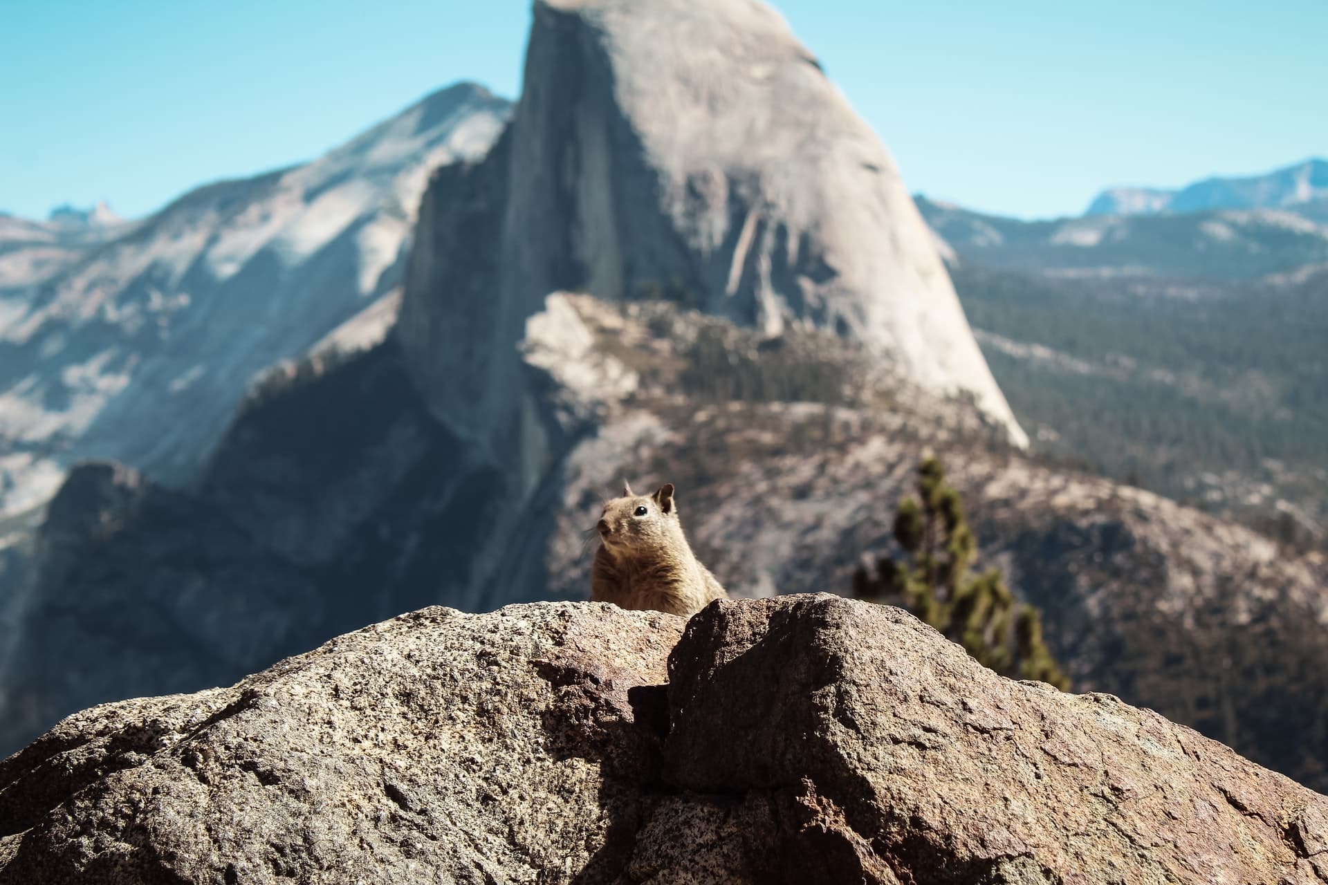 animal on mountain