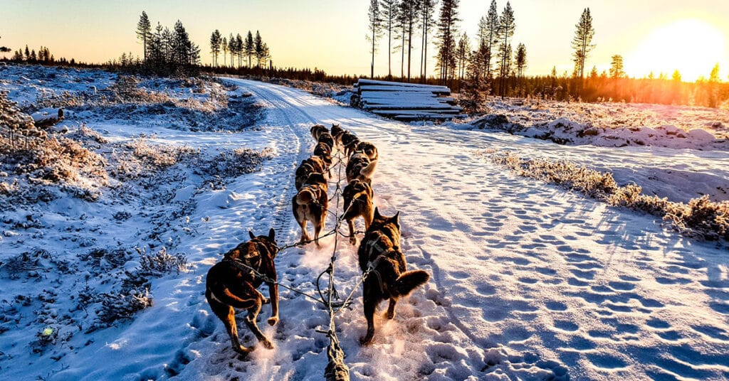 Dog Sledding in Finland