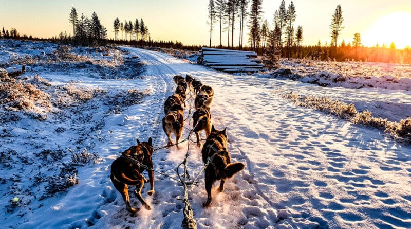 Dog Sledding in Finland