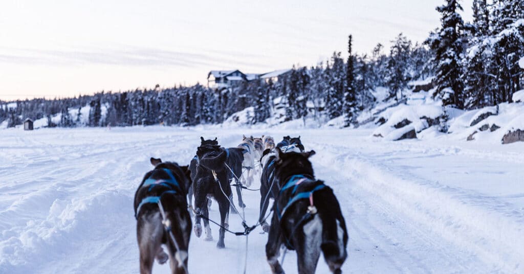 Dog Sledding in Canada