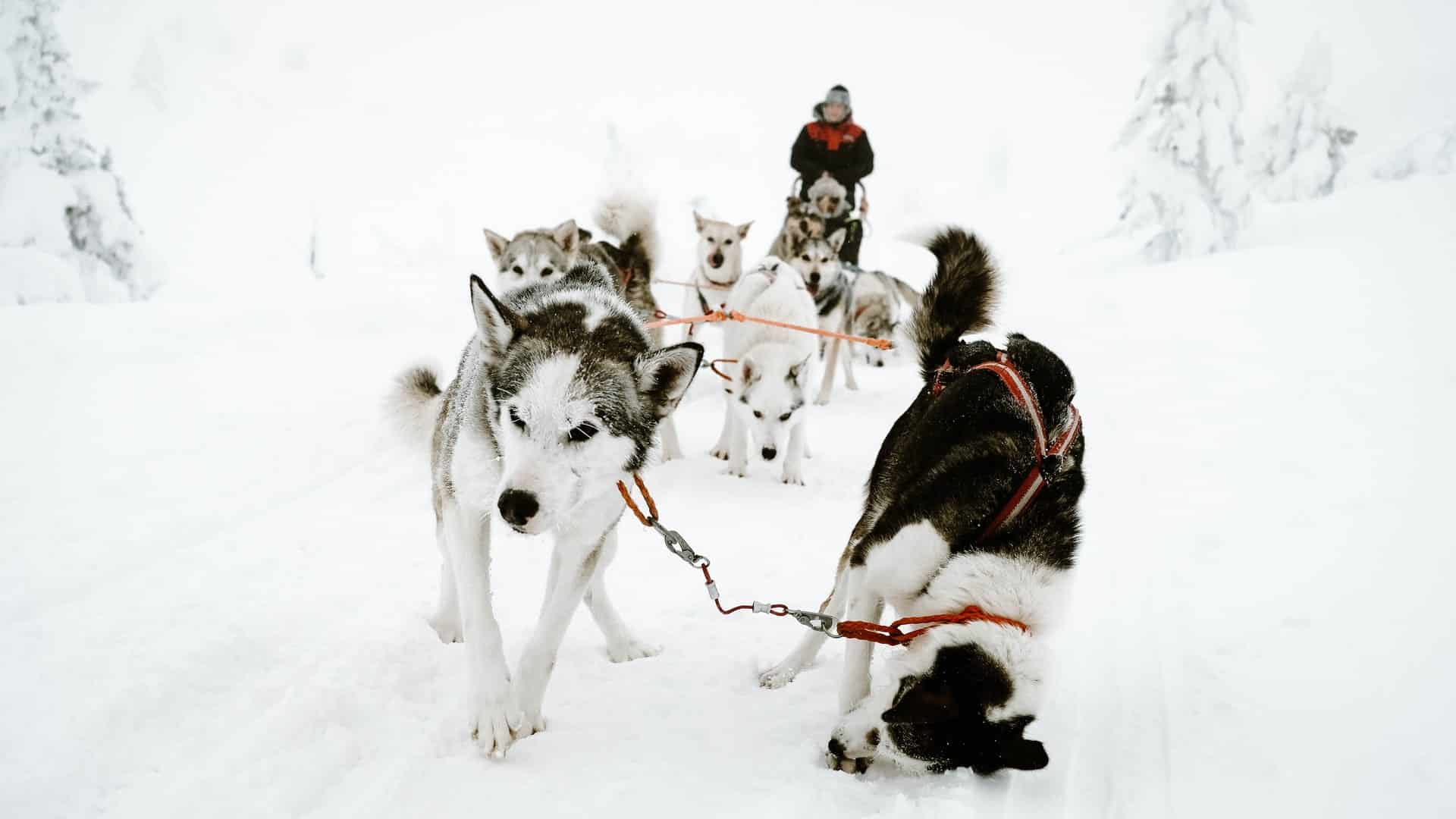 Husky dogs in the snow