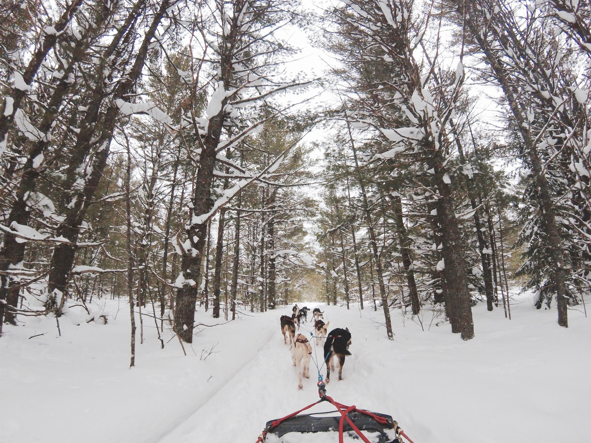 Husky dogs on a snowy trail