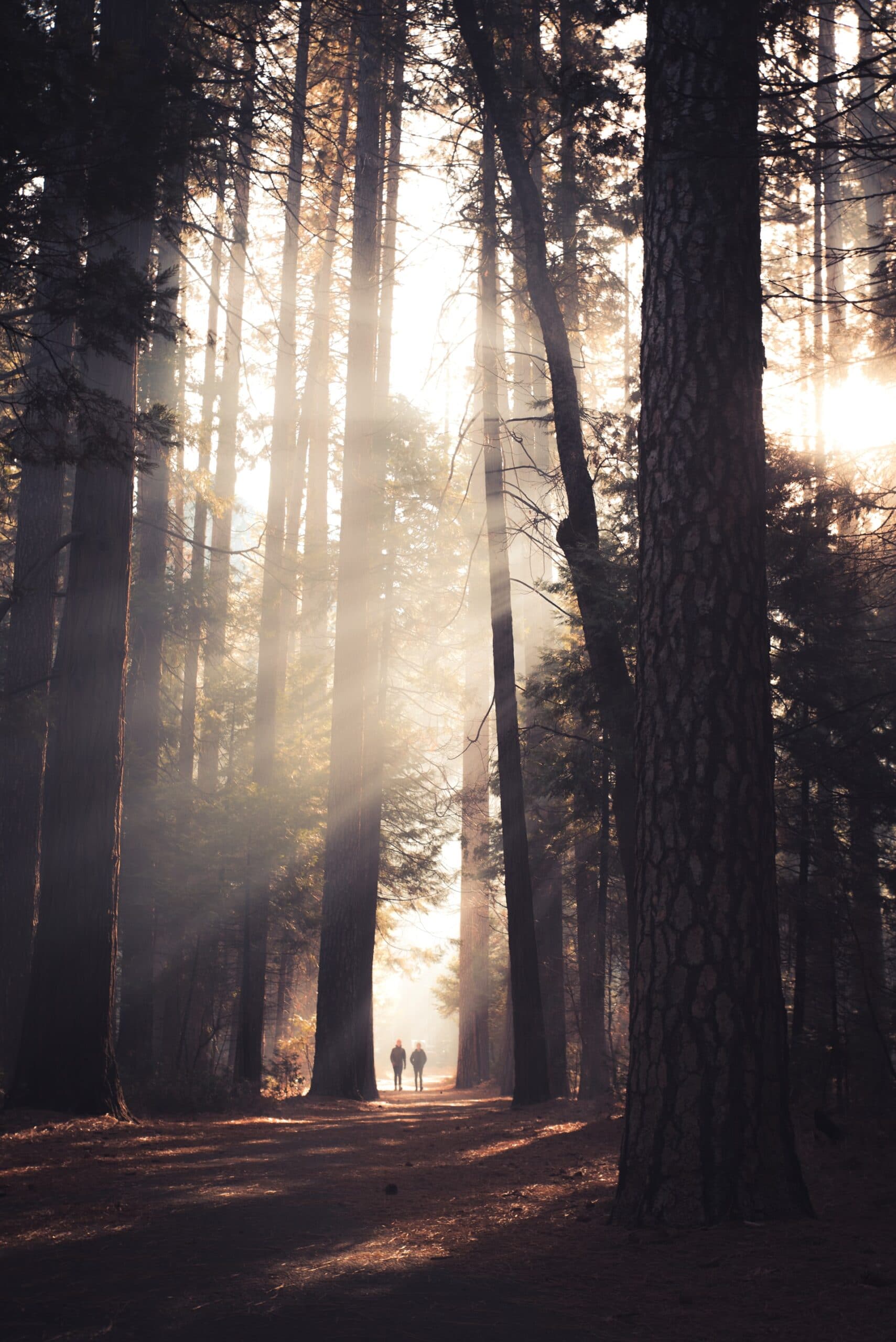 walking in the forest