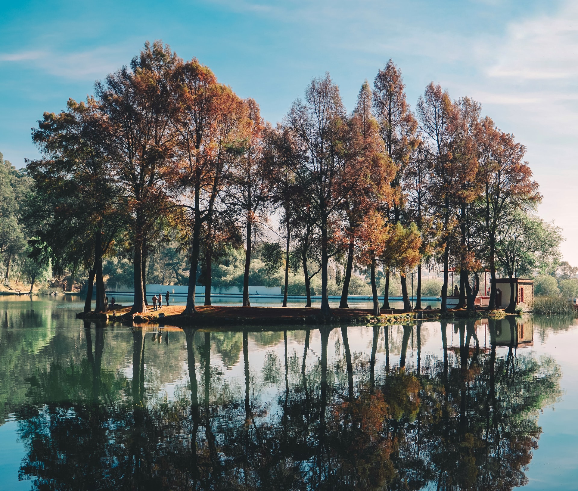 trees on an island with reflection