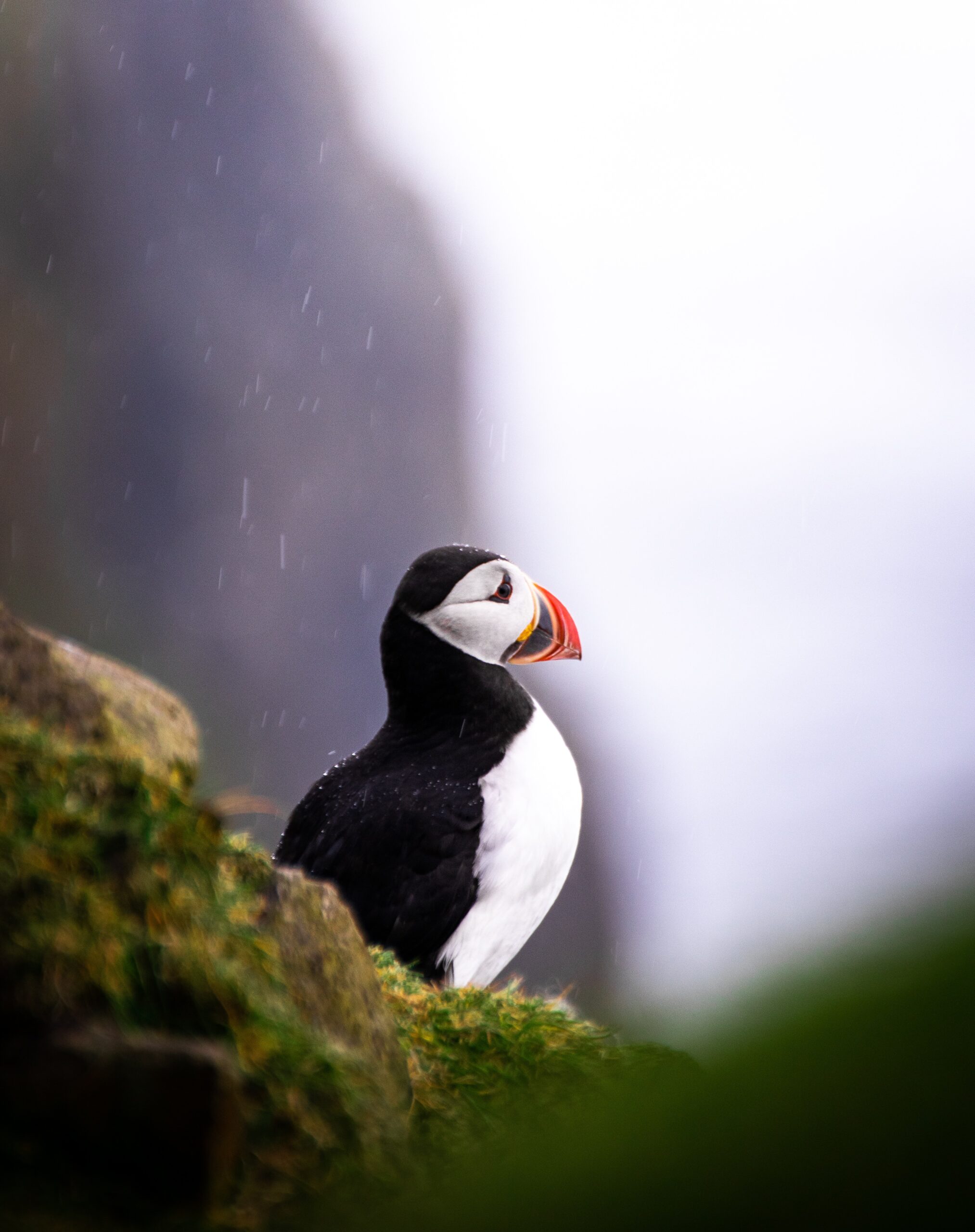 Puffin on a cliff in the Faroe Islands