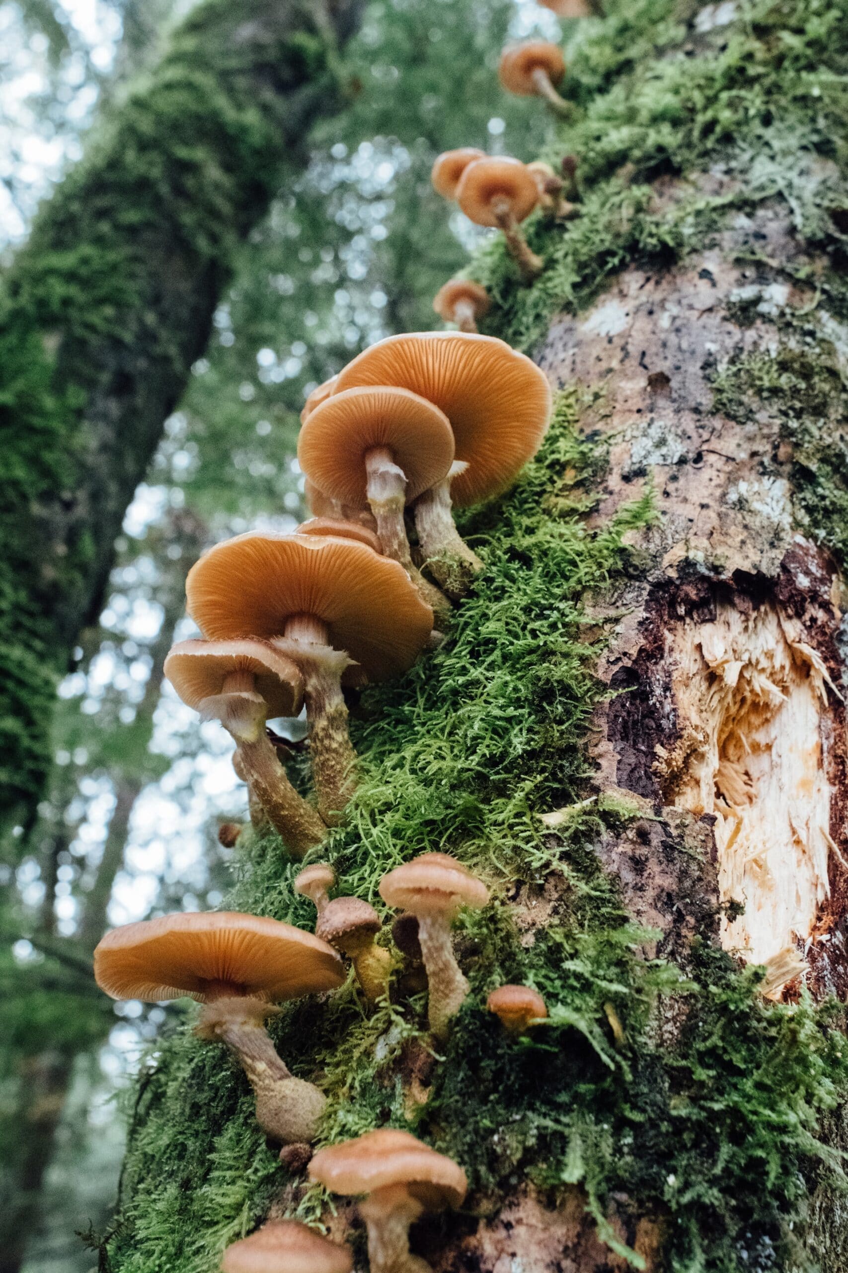 Fungus on a tree