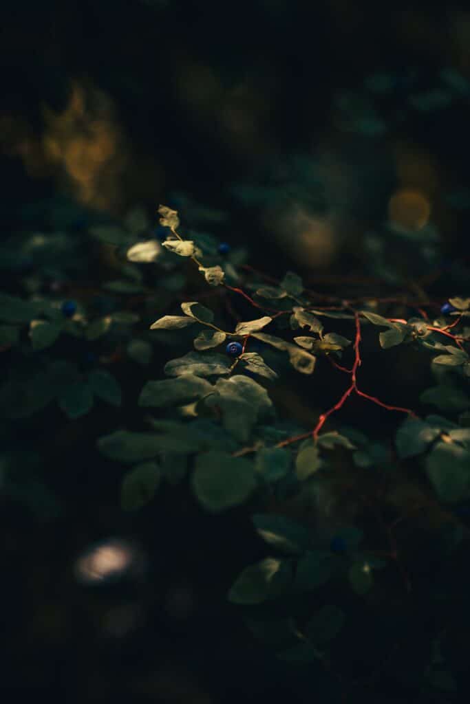 Blueberries on a bush