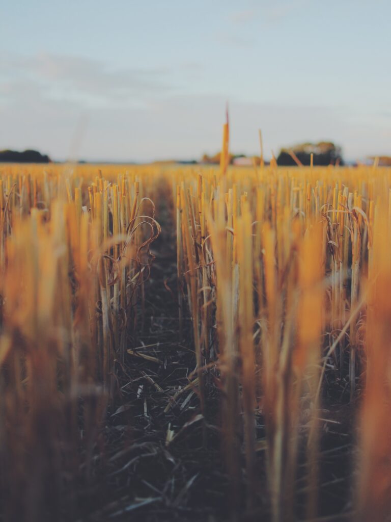 Field of wheat