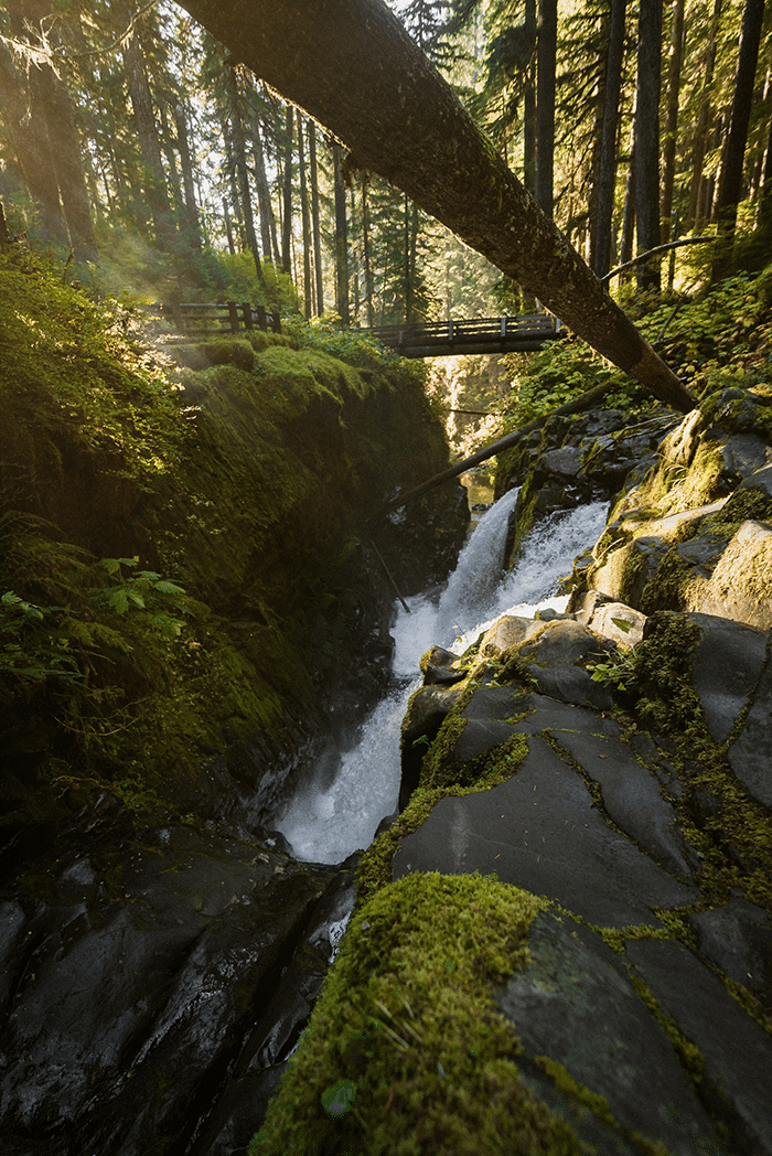 Trails in the woods of Washington