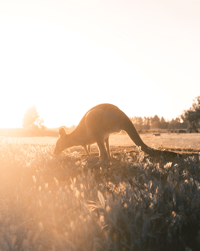 Kangaroo eating