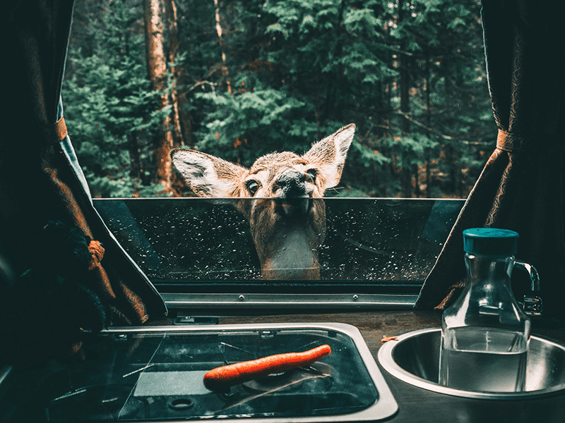 Deer looking through window