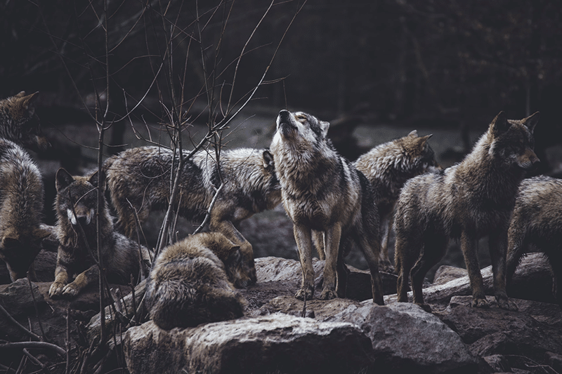 Wolves in the wild