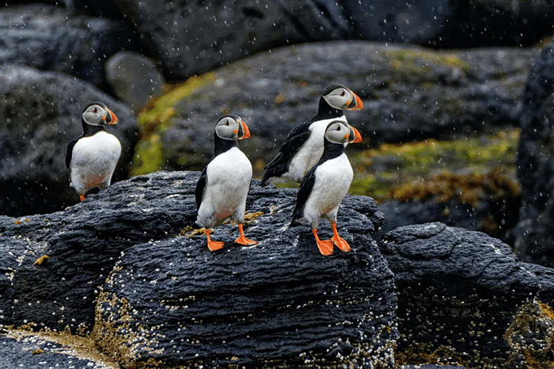 Puffins on the rocks