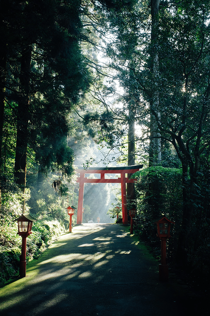 Japanese Gateway in forest