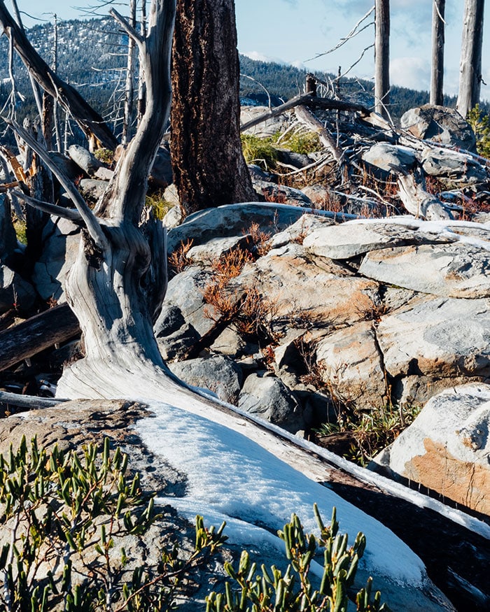 Rocks and trees on the ground.