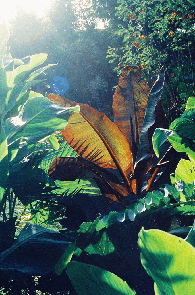 Leaves and plants in a jungle