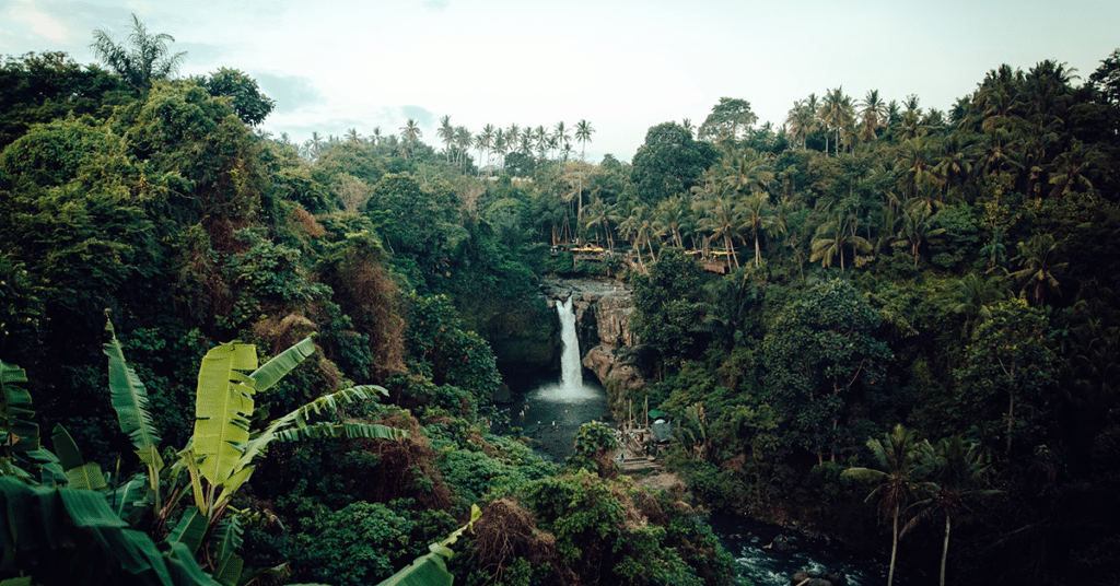 jungle camping next to river