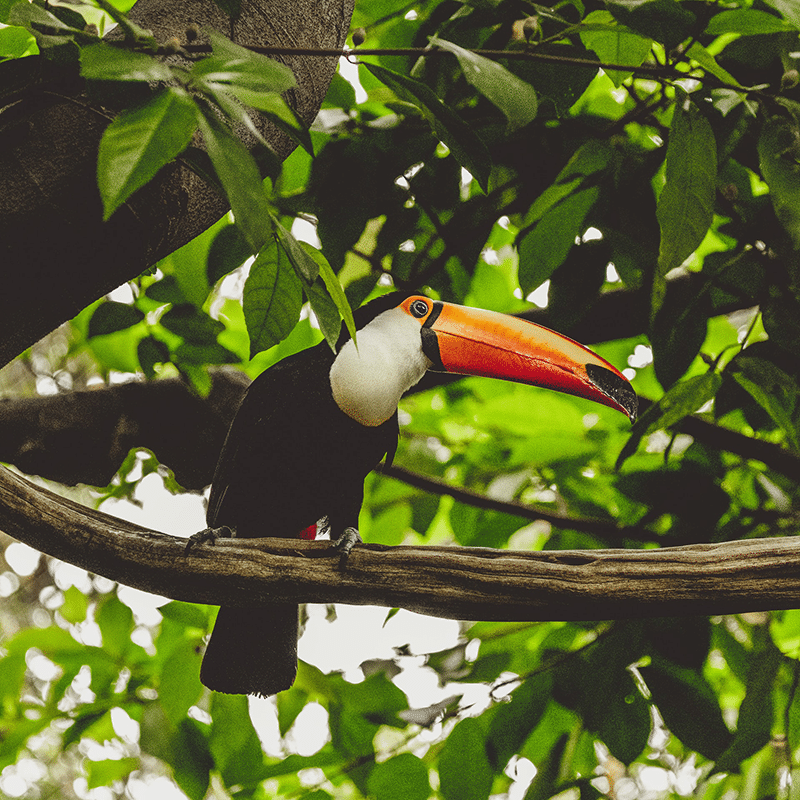 Toucan in jungle