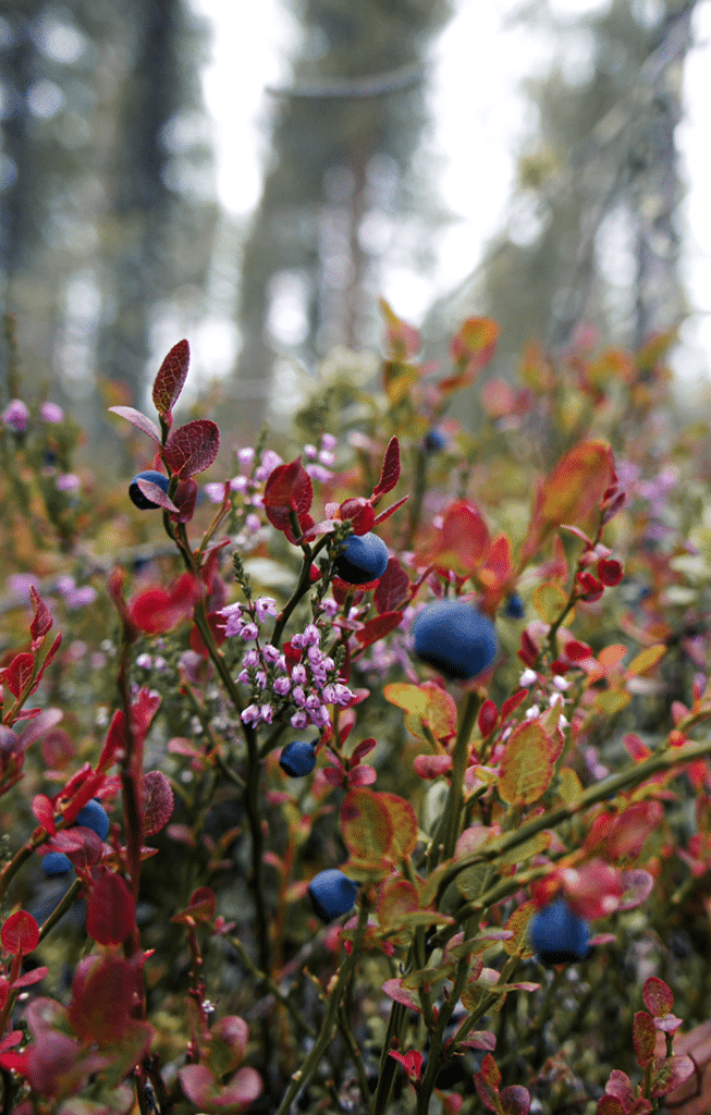 Berries on hiking routes in Finland