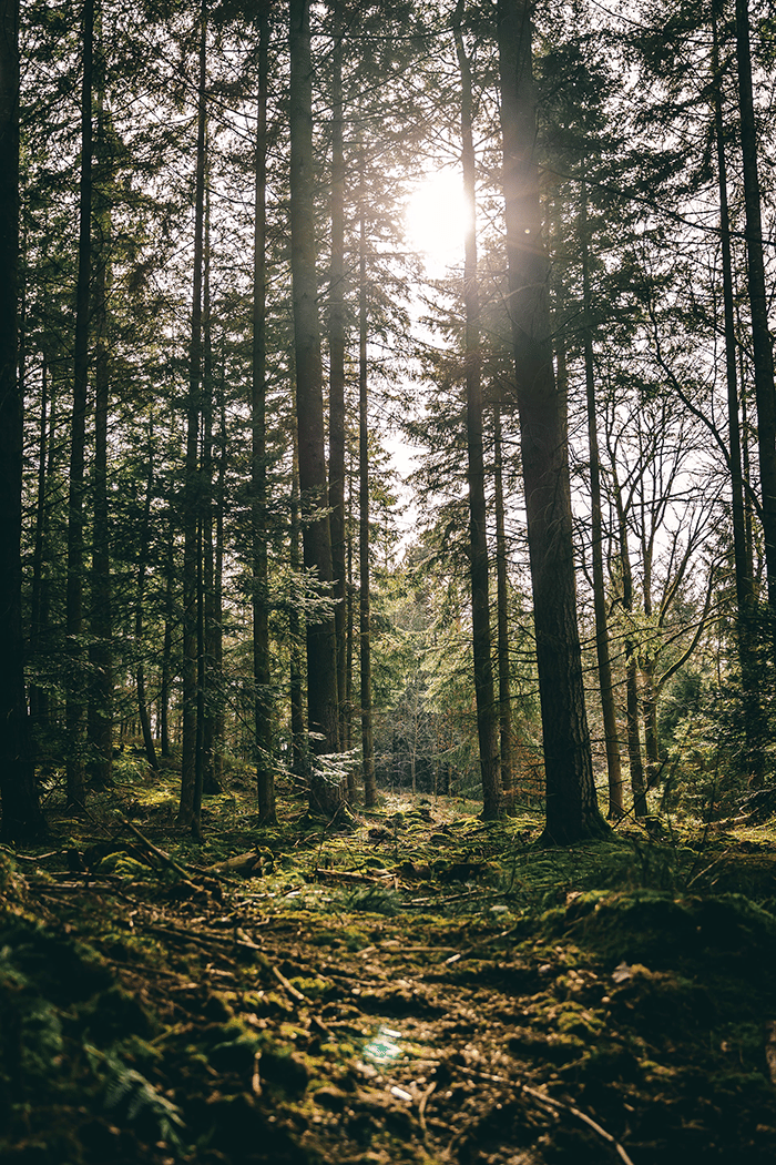 Forest in Denmark