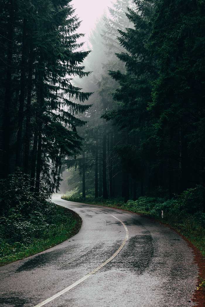 Pine forest and road. 