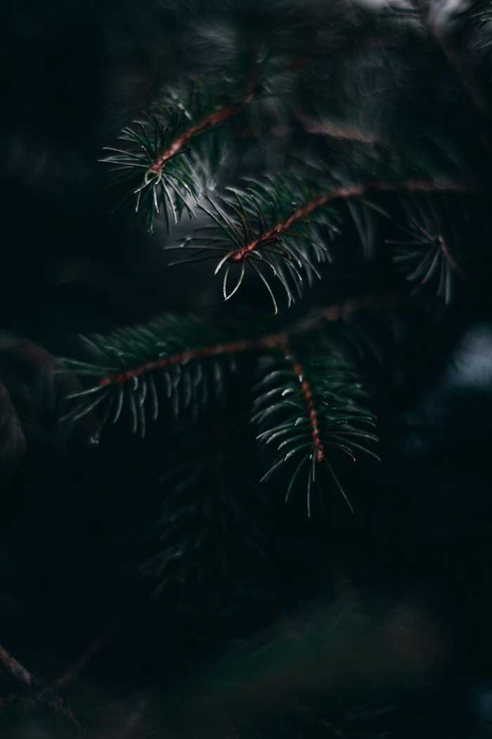 Pine Needles Close Up