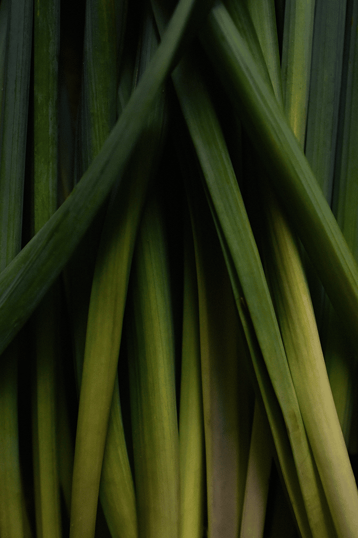 Leaves of a lemongrass plant