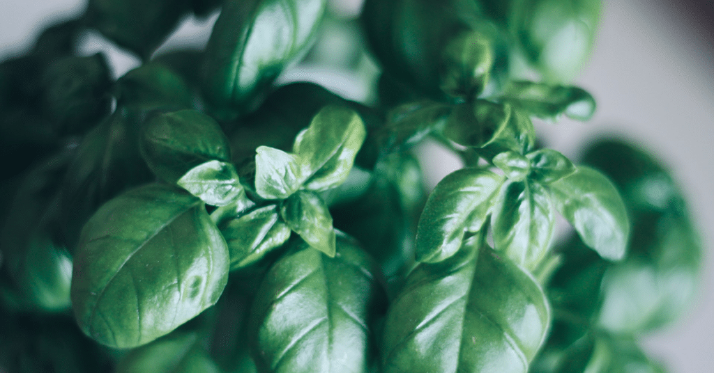 Benefits of basil