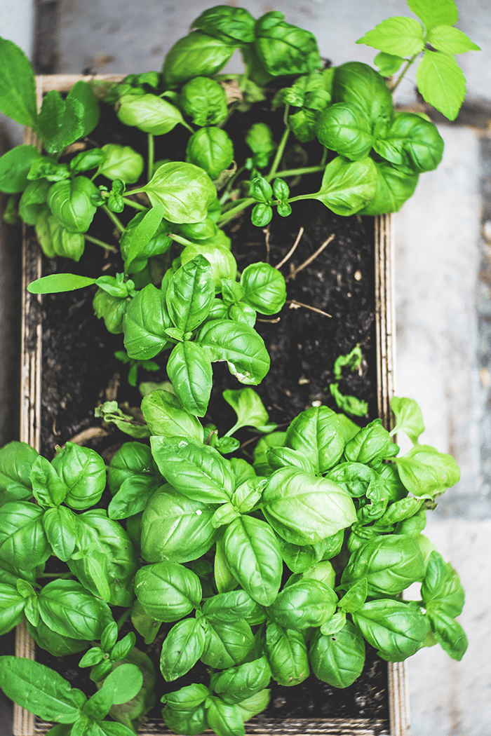 health benefits of basil