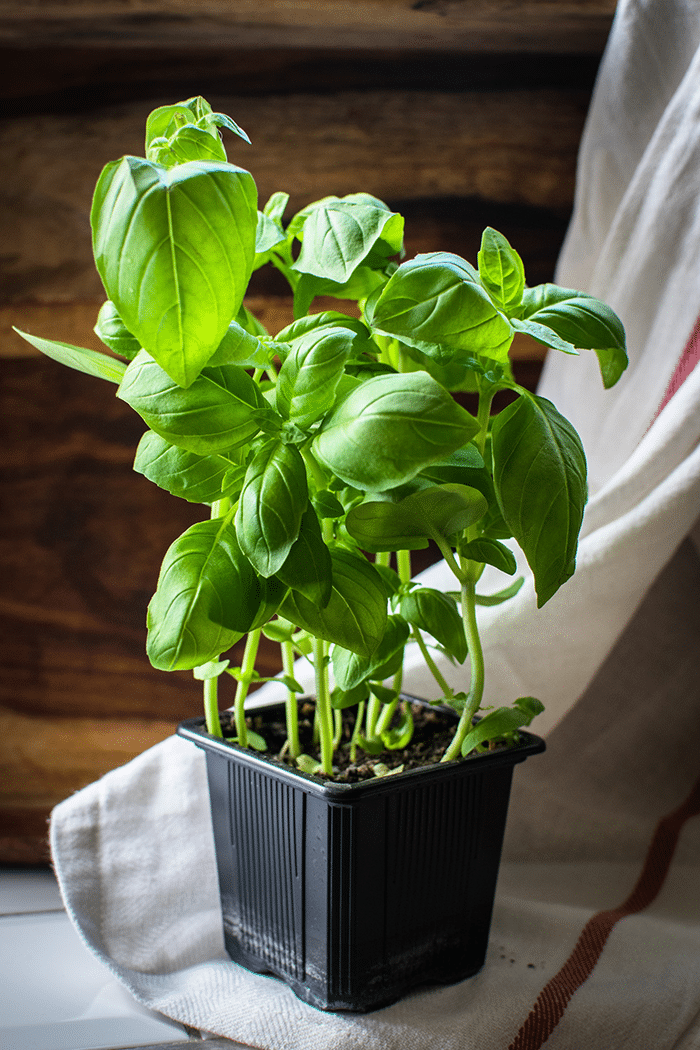 Plant on mat.