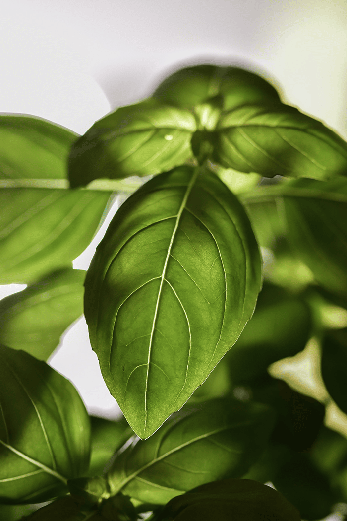 Plant leag in green