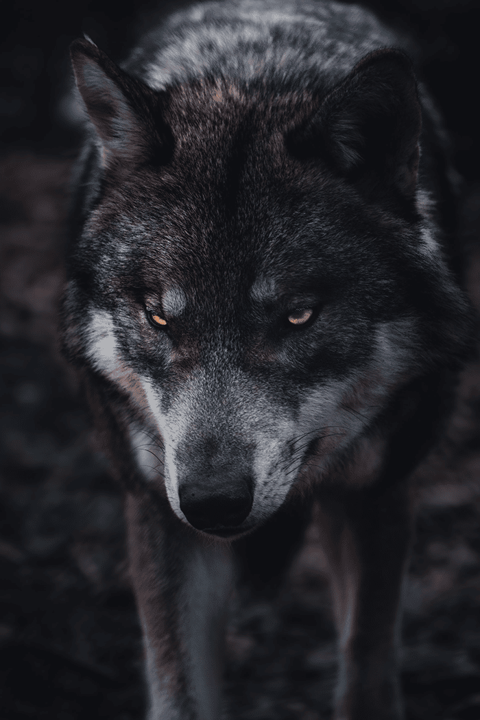 Wild wolf near the river rhine