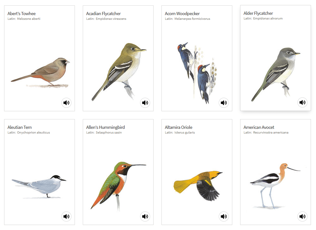 apps for identifying plants and animals selection of birds