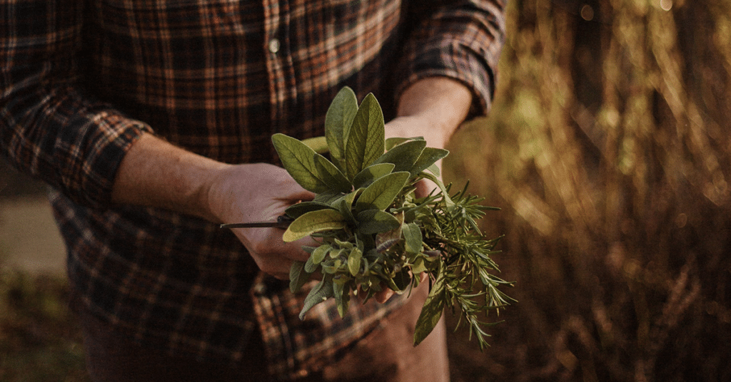 Oregano and Marjoram