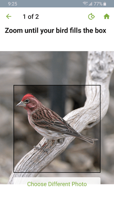 apps for identifying plants and animals bird on branch