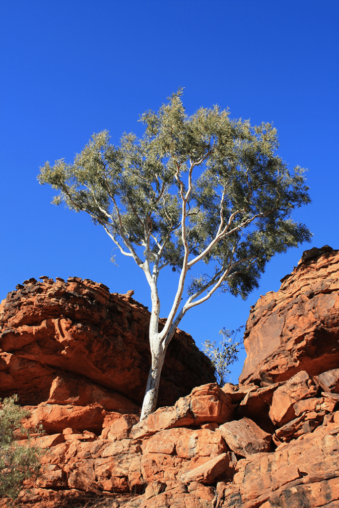 Tree in outback