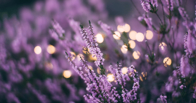 Edible flowers lavender