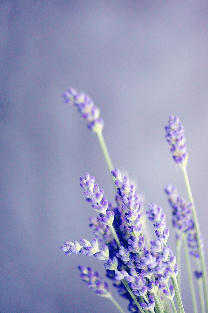 Edible flowers in field