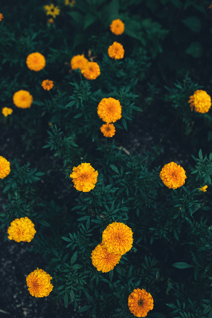 Orange flowers on green