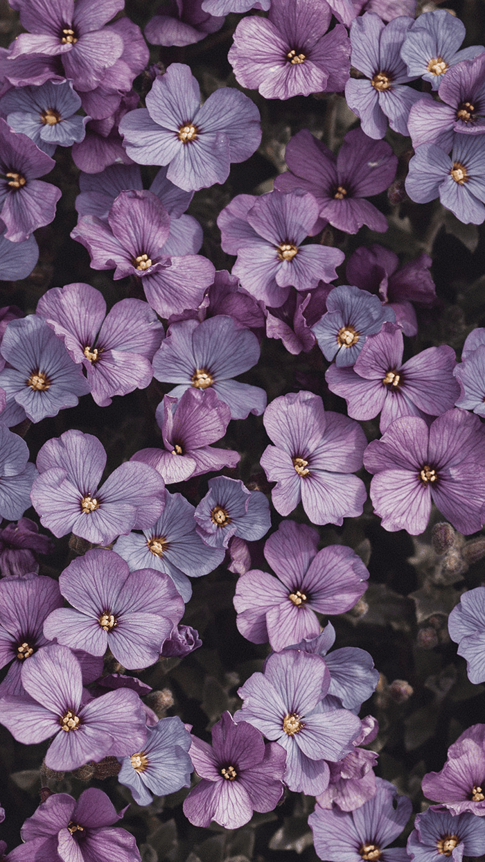 Edible flowers pansies