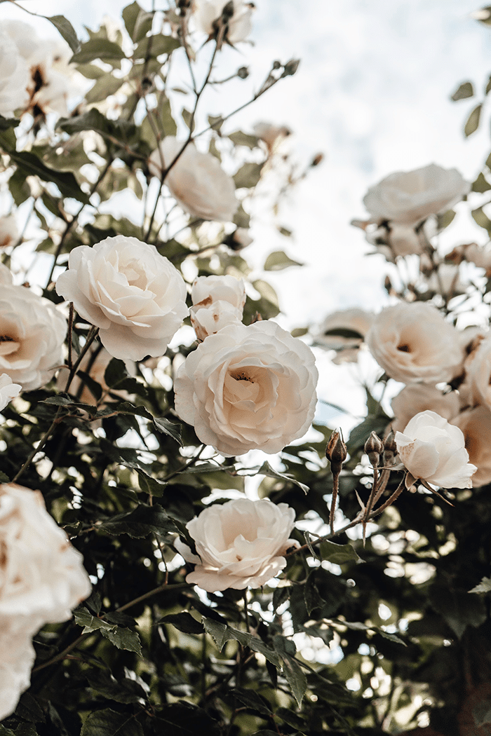 White roses