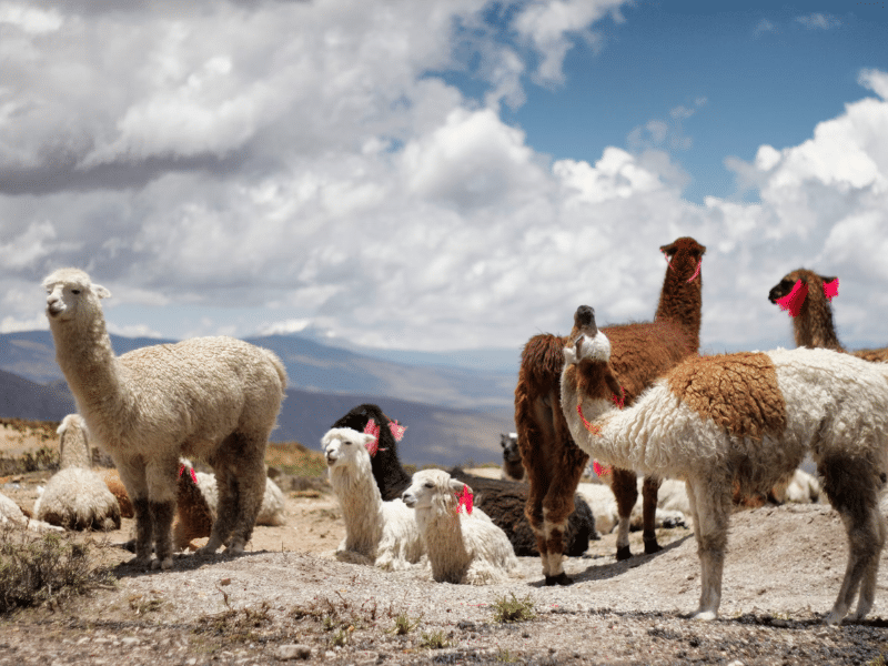 Herd of alpacas South American Outdoor Clothing Companies
