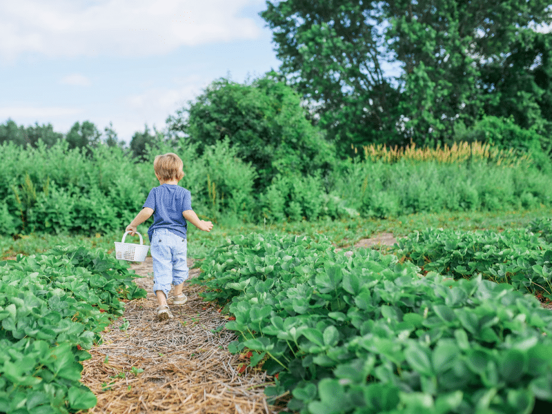 Kid collecting eggs outdoors